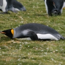 King penguin lying on the ground