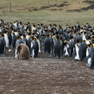 One king penguin chick in a sea of king penguins