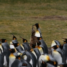 King penguin feeding its chick