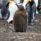 Young king penguin