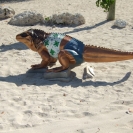 One of a few of these painted iguana statues around the island