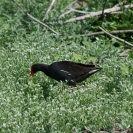 I think it's a common moorhen?