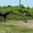 Found these donkey's wandering around