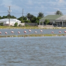 Line of flamingos in a lagoon