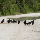 Vultures hanging out on the Loop road