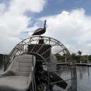 This pelican has claimed this boat