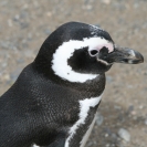 Magellenic penguin