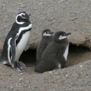 Couple of magellenic penguin chicks with a parent watching out for them