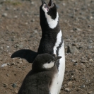 Magellenic penguins