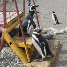 Couple of magellenic penguins that came down to check out the new arrivals