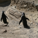 A couple of magellenic penguins heading down to the beach