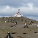 Penguins on the hill below Magdalena Island Lighthouse