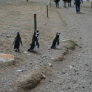 People have to stay on the path here, penguins are allowed to go wherever they want