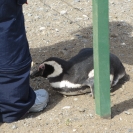 This penguin has gotten very curious about this persons shoelaces