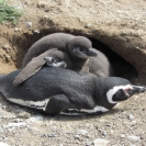 A family of magellenic penguins