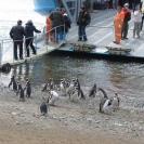 A group of penguins saying goodbye to their visitors