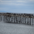 Birds on a pier