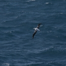Albatross flying behind the ship
